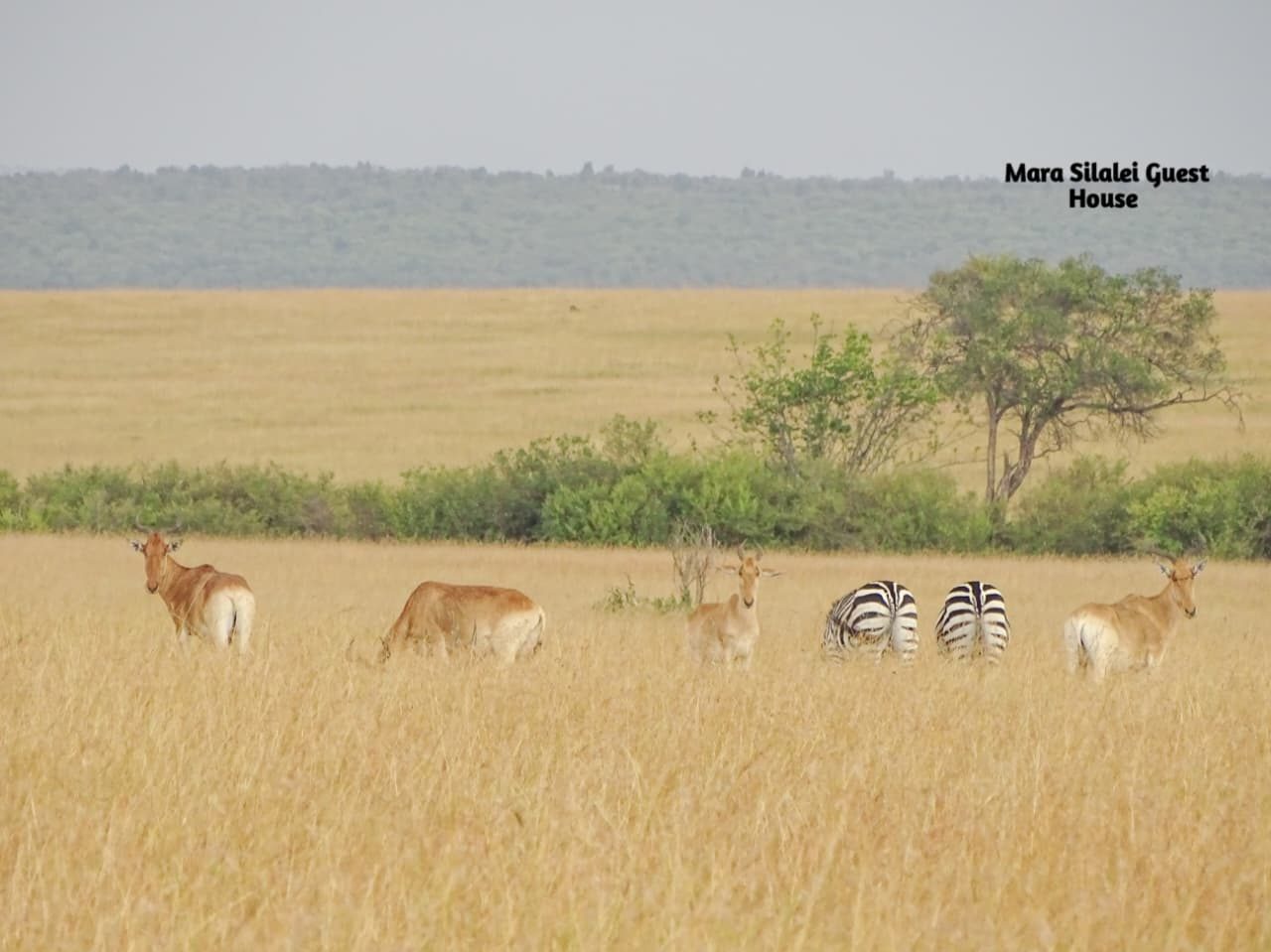 Antelope and zebra scattered across the vast Mara plains